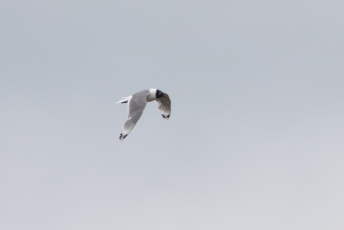 Franklin's Gull