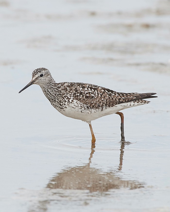 Lesser Yellowlegs