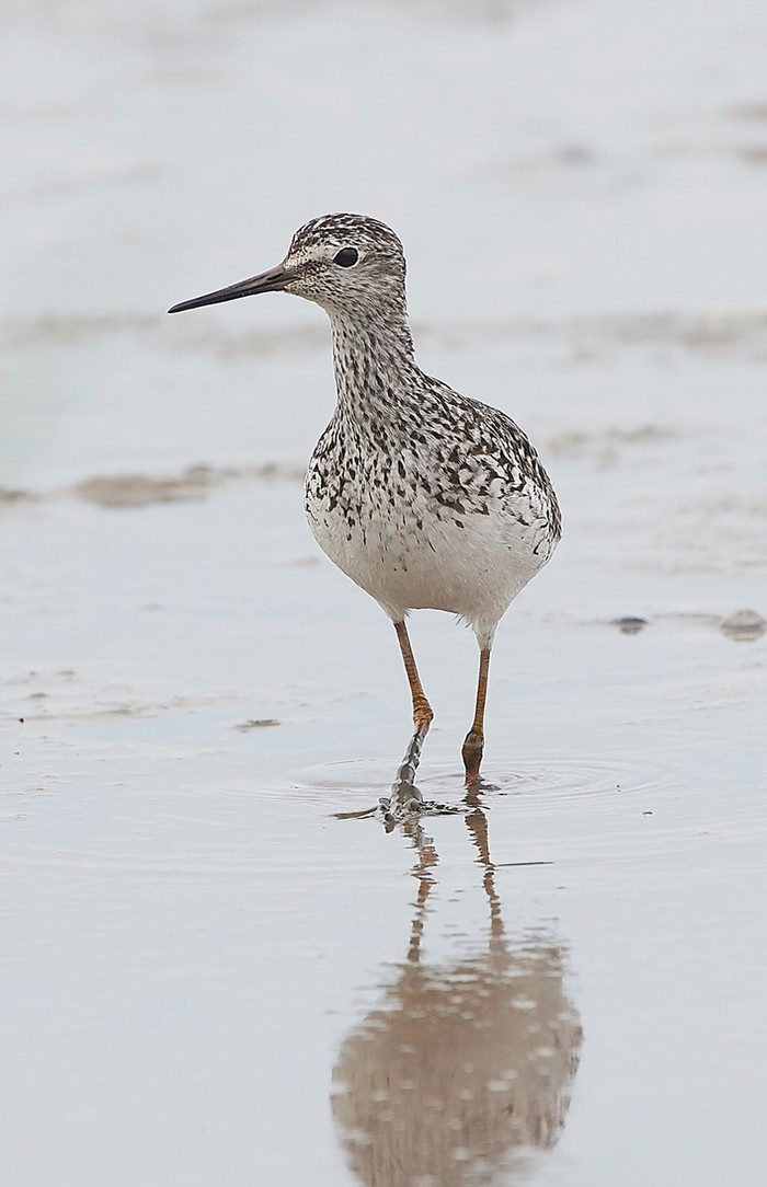 Lesser Yellowlegs