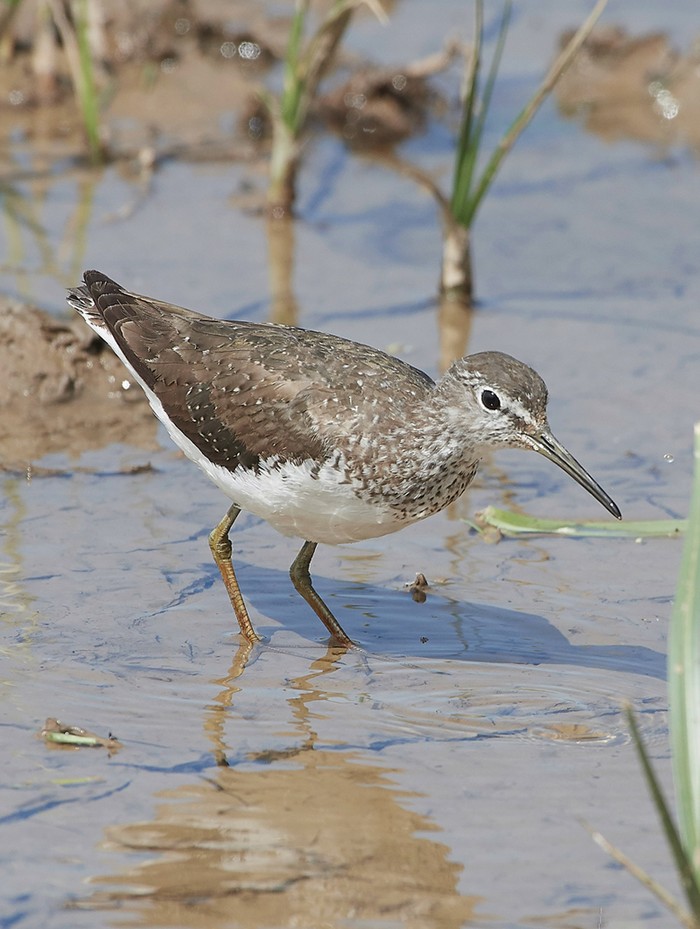 Green Sandpiper