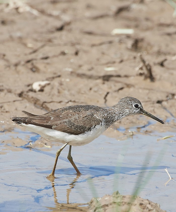Green Sandpiper