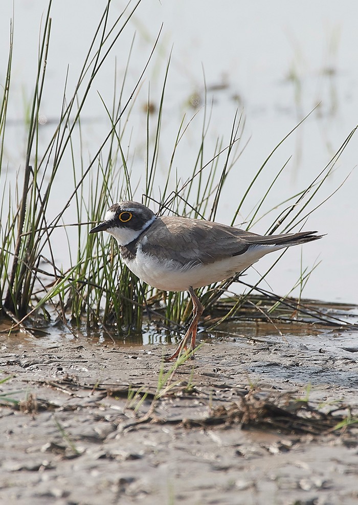 Little Ringed Plover