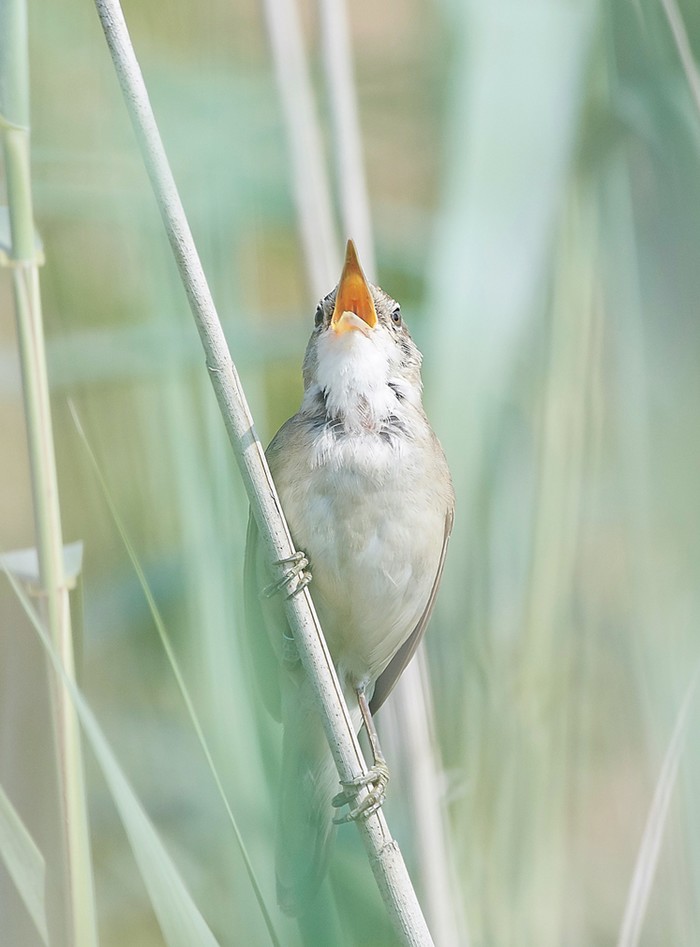 Reed Warbler