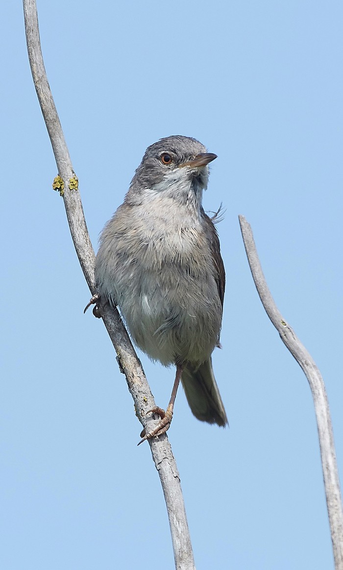 Whitethroat