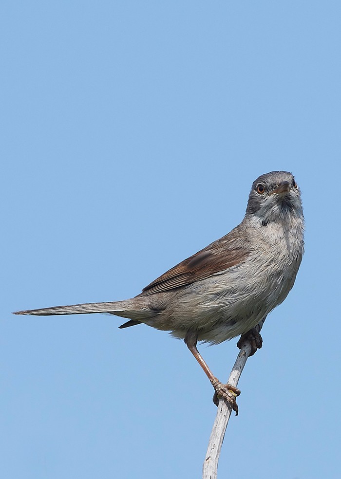 Whitethroat