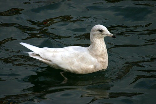 Iceland Gull