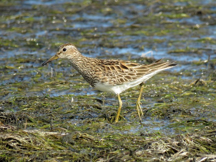 Pectoral Sandpiper