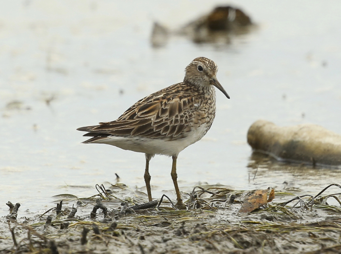 Pectoral Sandpiper