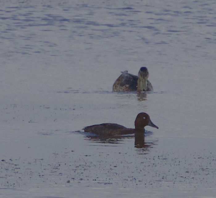 Ferruginous Duck