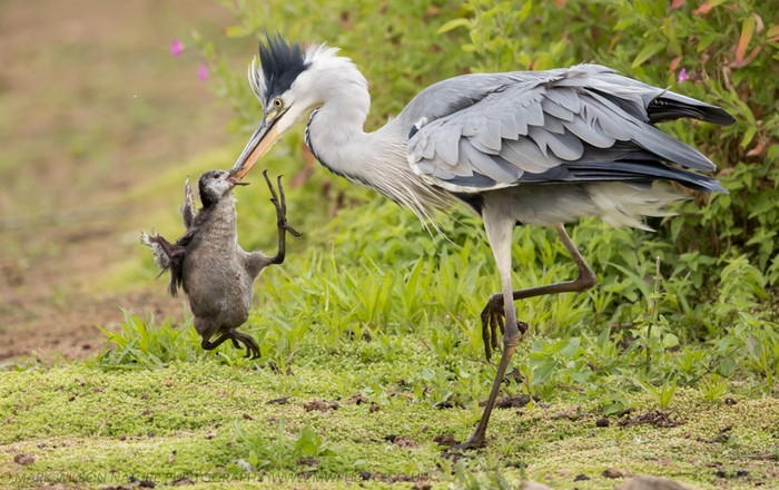 Grey Heron