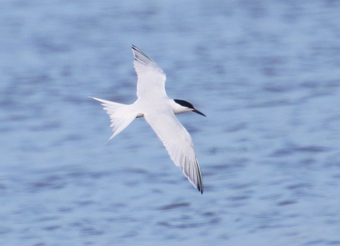 Roseate Tern
