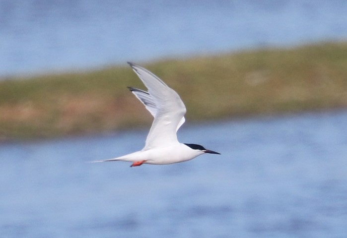 Roseate Tern