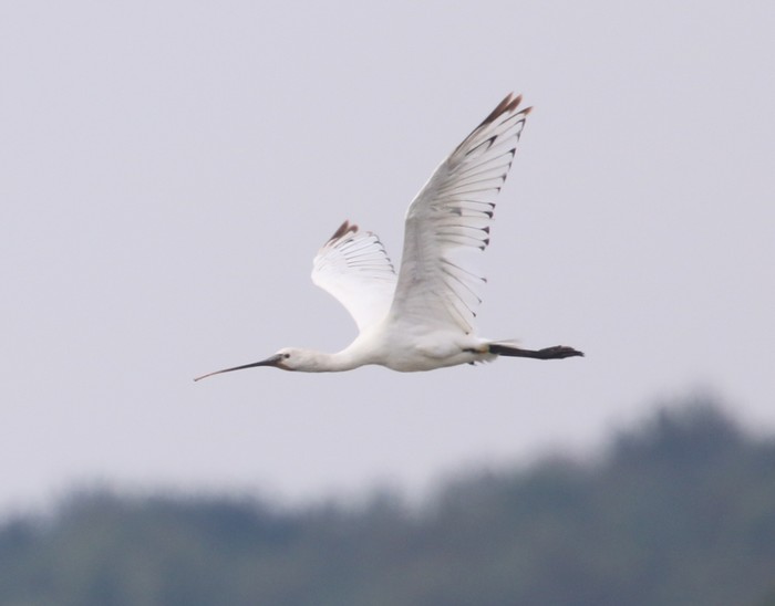 Spoonbill