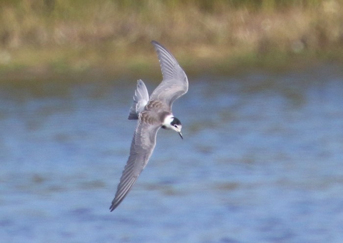 Black Tern
