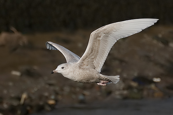 Iceland Gull