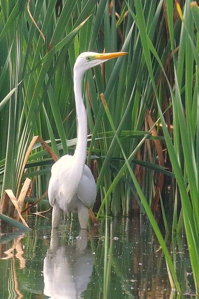 Great White Egret