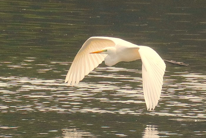 Great White Egret