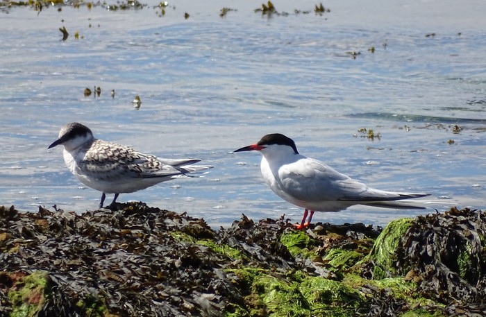 Roseate Tern