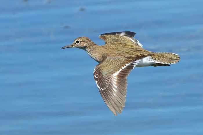Common Sandpiper