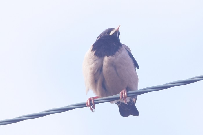 Rose-coloured Starling