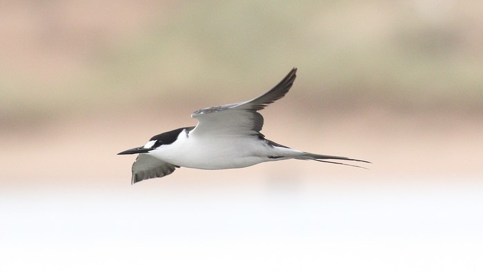 Sooty Tern