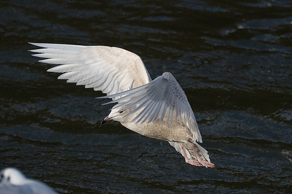 Iceland Gull
