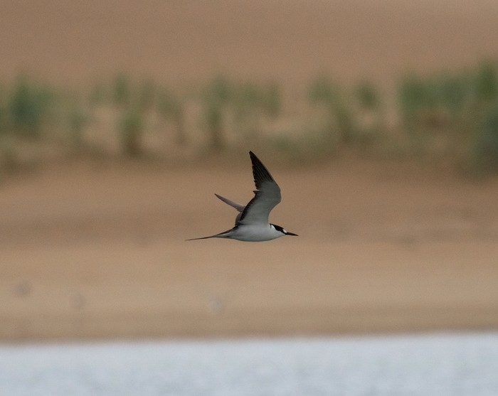 Sooty Tern