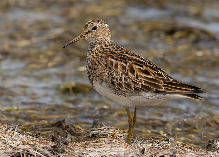 Pectoral Sandpiper
