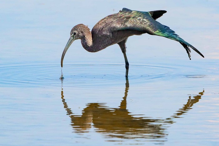 Glossy Ibis