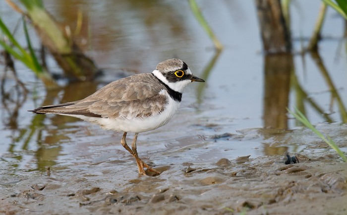 Little Ringed Plover