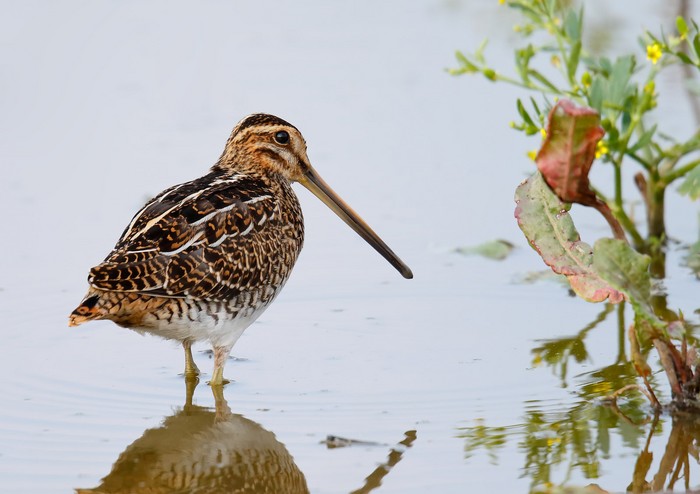 Snipe