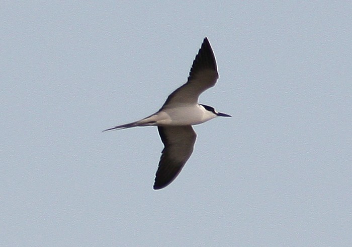Sooty Tern