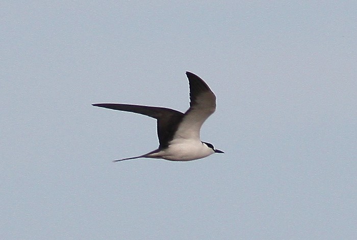 Sooty Tern