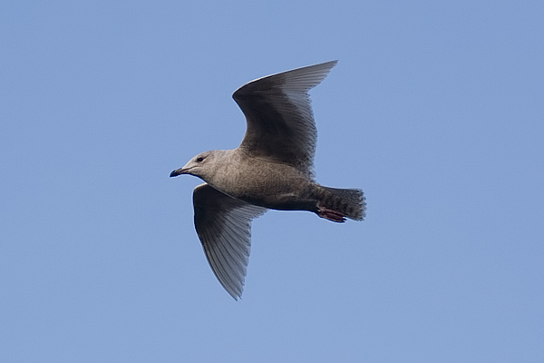 Iceland Gull