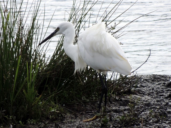 Little Egret