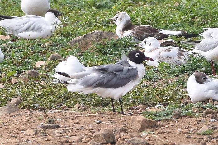 Franklin's Gull