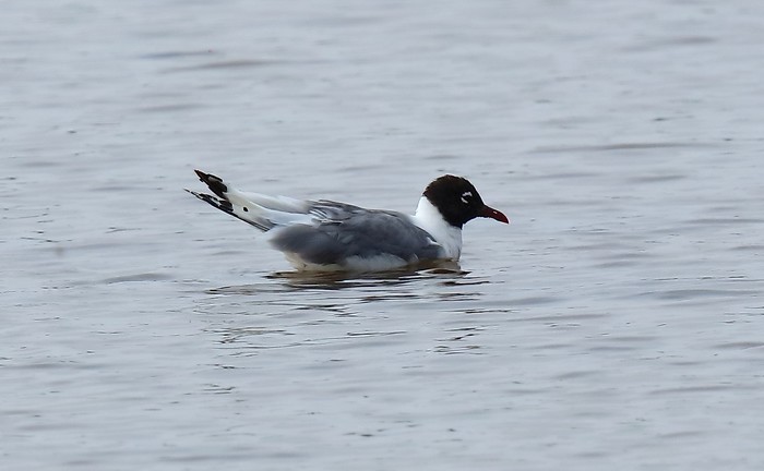 Franklin's Gull