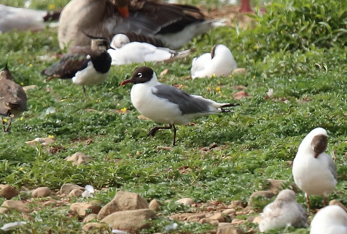 Franklin's Gull