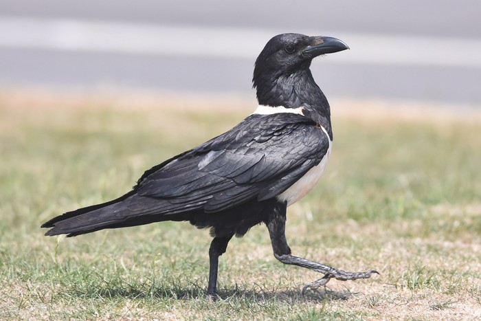 Pied Crow