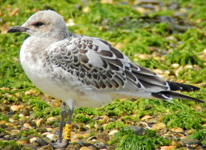 Mediterranean Gull