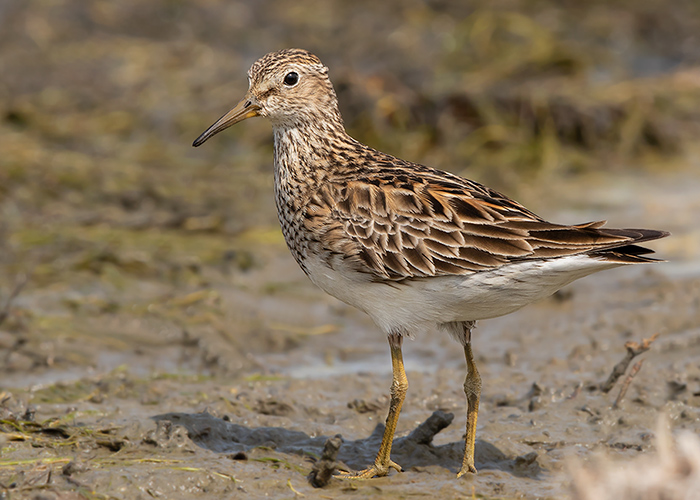 Pectoral Sandpiper