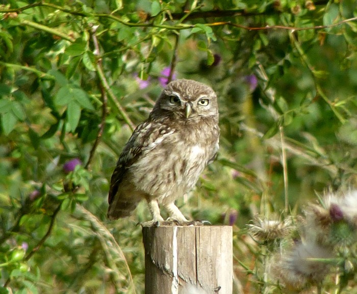Little Owl