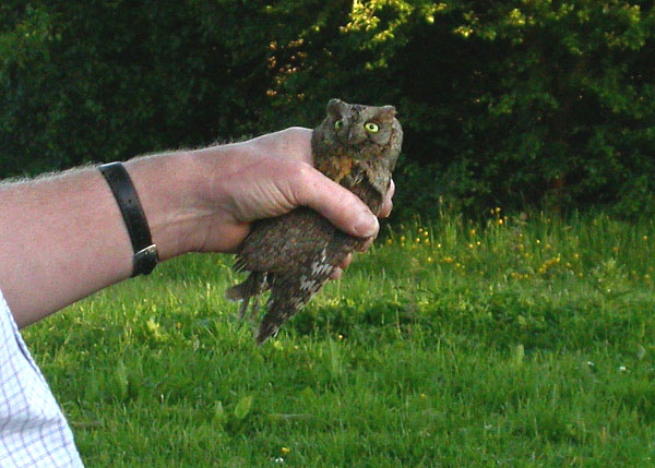 Scops Owl