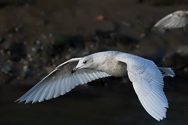 Iceland Gull