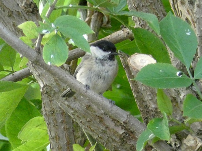 Willow Tit