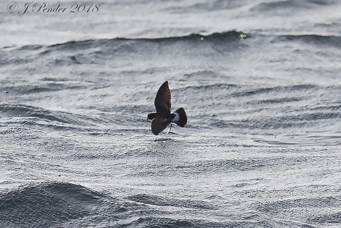 Wilson's Petrel