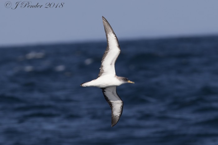 Cory's Shearwater