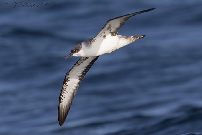 Great Shearwater