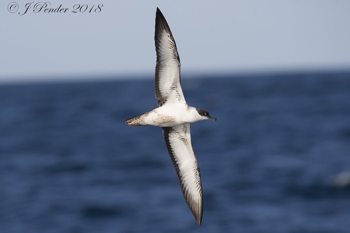 Great Shearwater