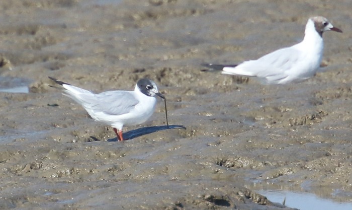 Bonaparte's Gull
